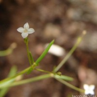 Oldenlandia herbacea (L.) Roxb.